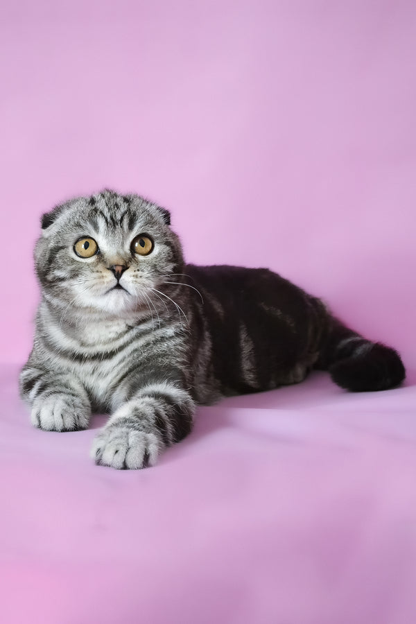 Misha | Scottish Fold Kitten