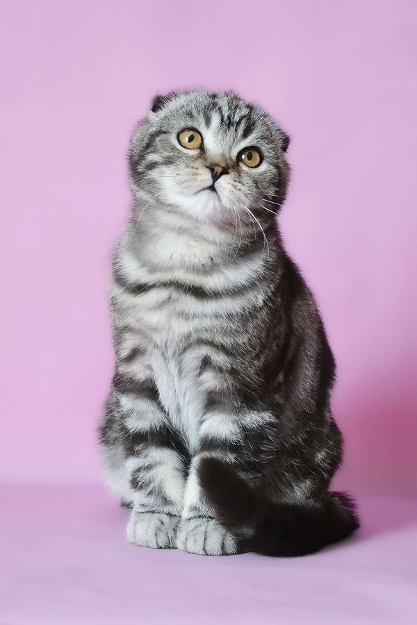 Misha | Scottish Fold Kitten