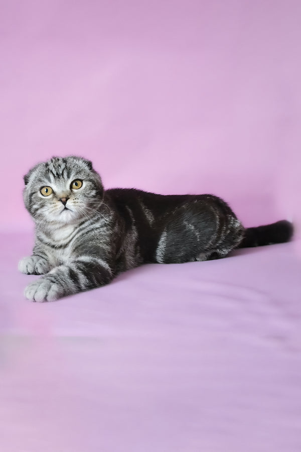 Misha | Scottish Fold Kitten