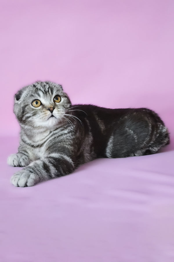 Misha | Scottish Fold Kitten