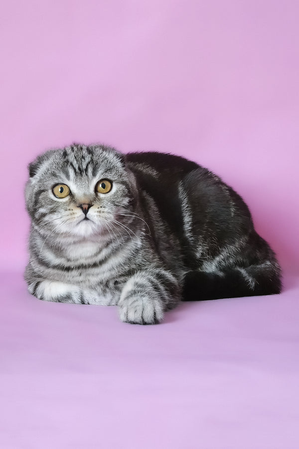 Misha | Scottish Fold Kitten