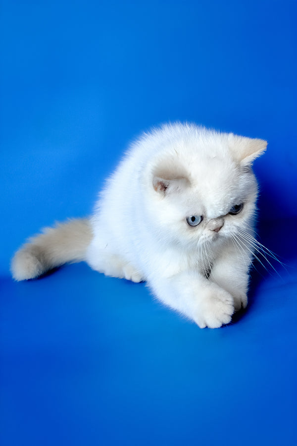 Missy | Exotic Shorthair Kitten
