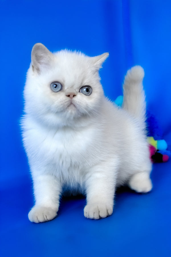 Missy | Exotic Shorthair Kitten