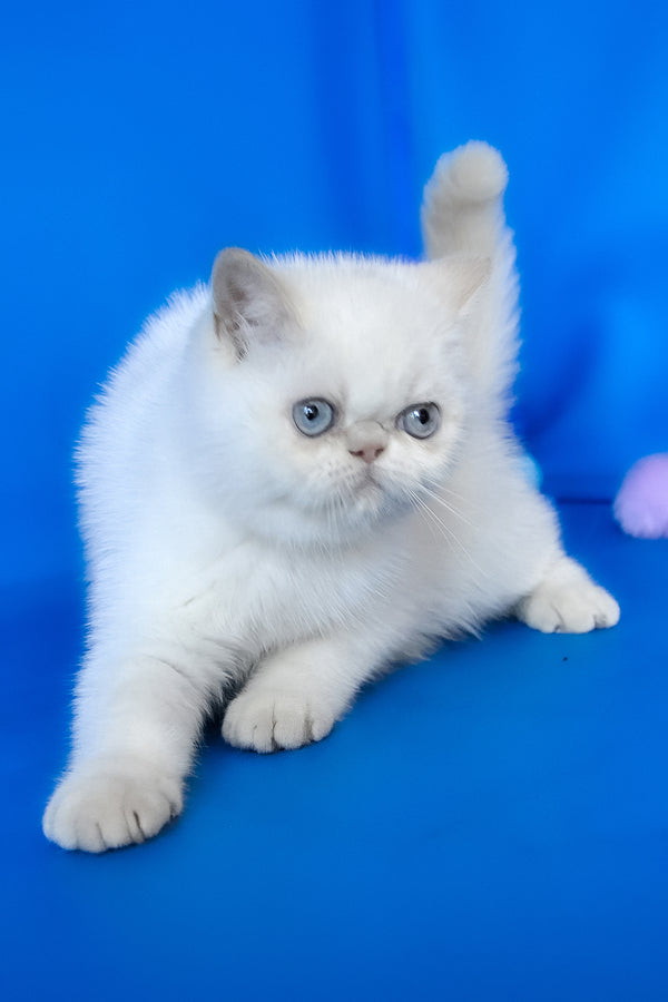 Missy | Exotic Shorthair Kitten