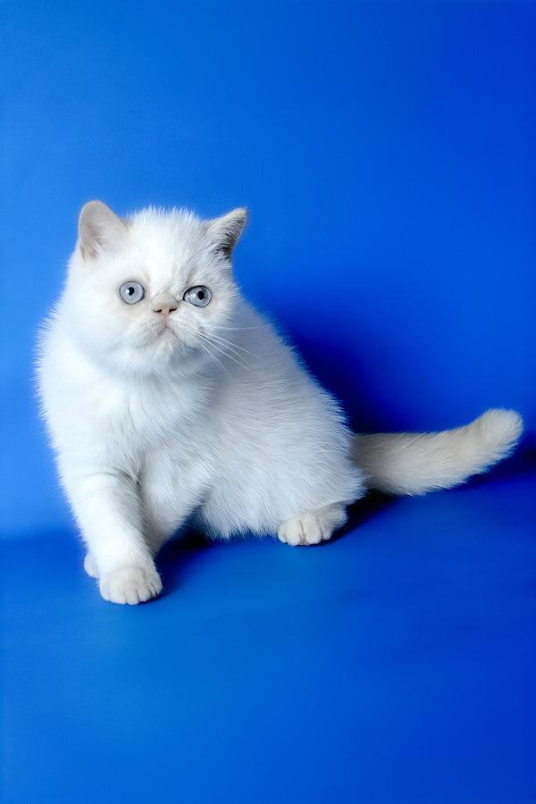Missy | Exotic Shorthair Kitten