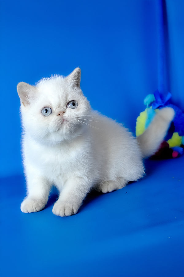 Missy | Exotic Shorthair Kitten