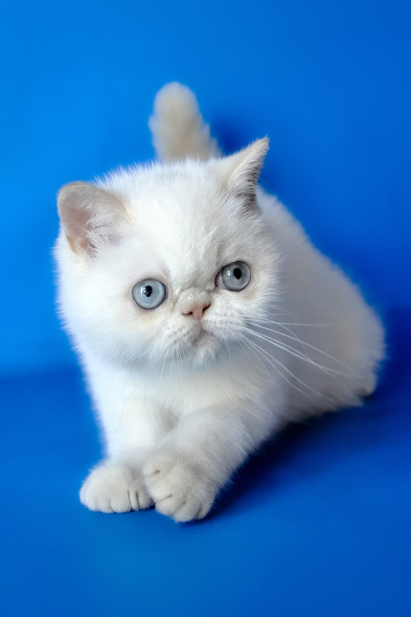 Missy | Exotic Shorthair Kitten