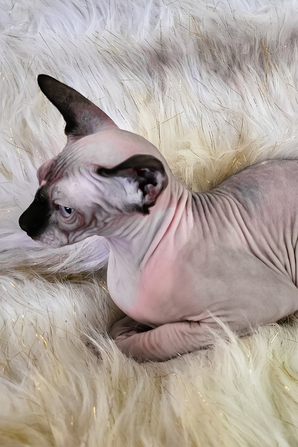 Missy | Canadian Sphynx Kitten