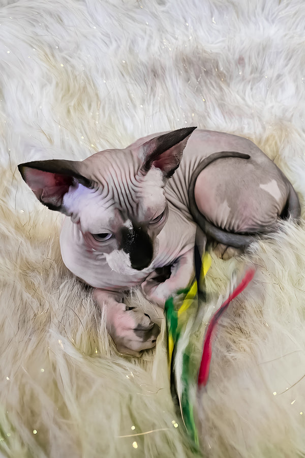 Missy | Canadian Sphynx Kitten
