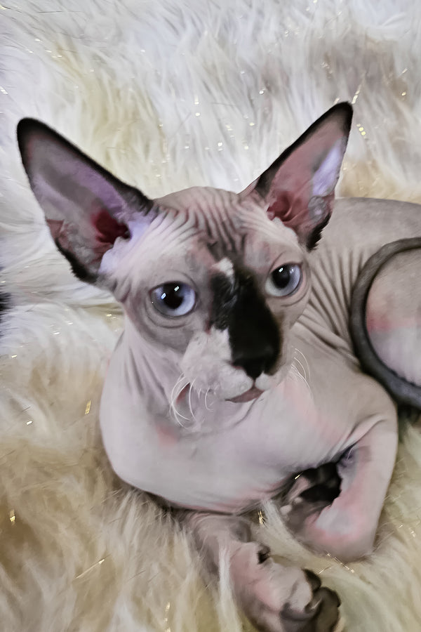 Missy | Canadian Sphynx Kitten