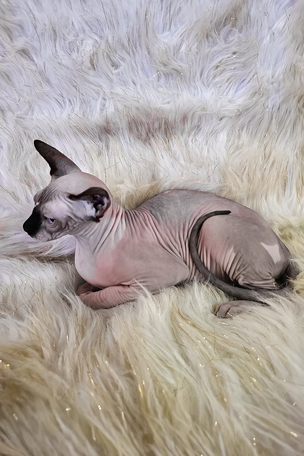 Missy | Canadian Sphynx Kitten