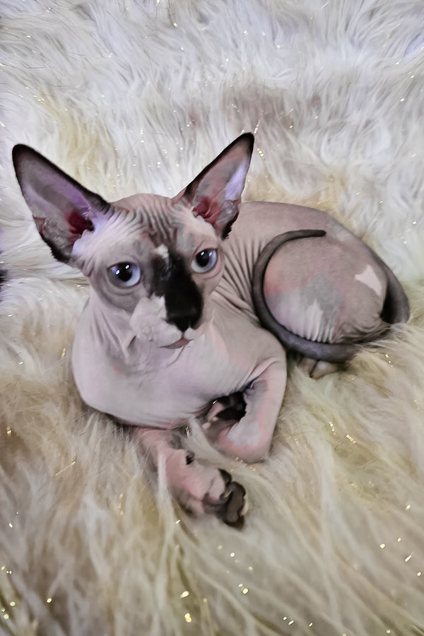 Missy | Canadian Sphynx Kitten