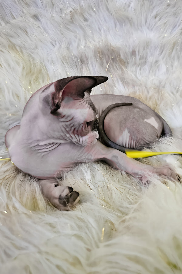 Missy | Canadian Sphynx Kitten