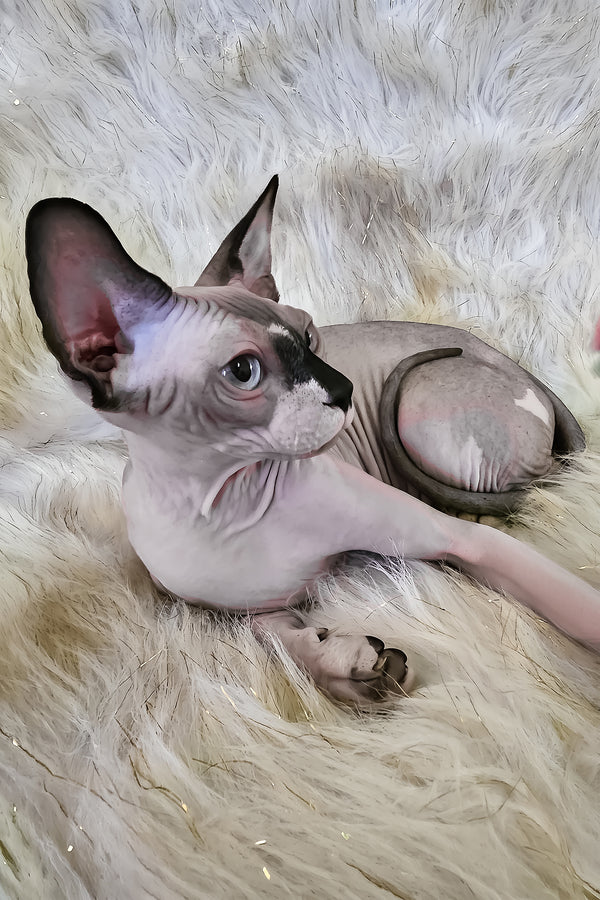 Missy | Canadian Sphynx Kitten