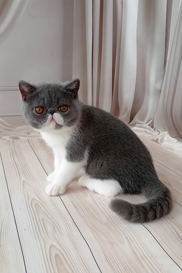Mitrofan | Exotic Shorthair Kitten