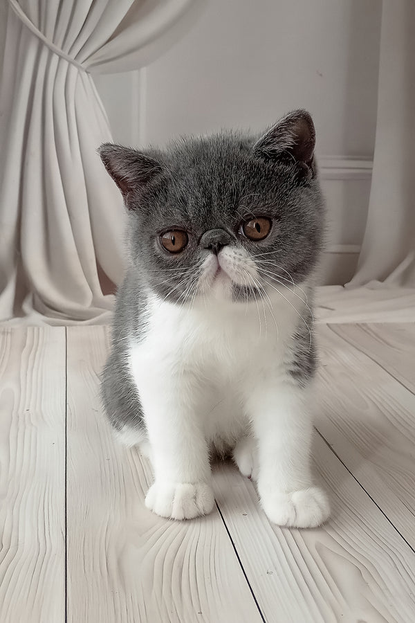 Mitrofan | Exotic Shorthair Kitten