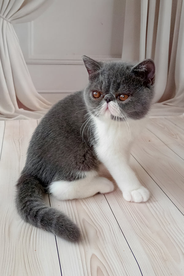 Mitrofan | Exotic Shorthair Kitten