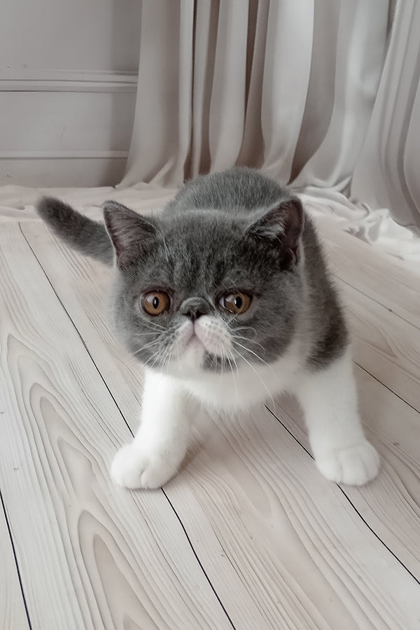 Mitrofan | Exotic Shorthair Kitten