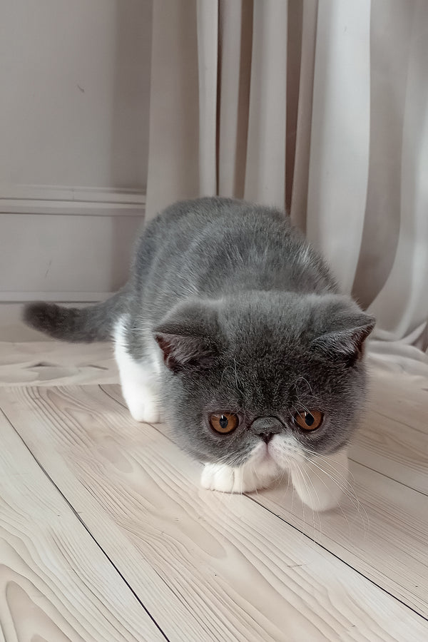 Mitrofan | Exotic Shorthair Kitten
