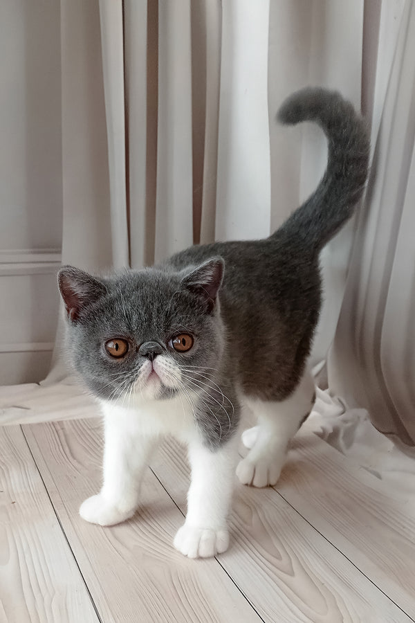 Mitrofan | Exotic Shorthair Kitten