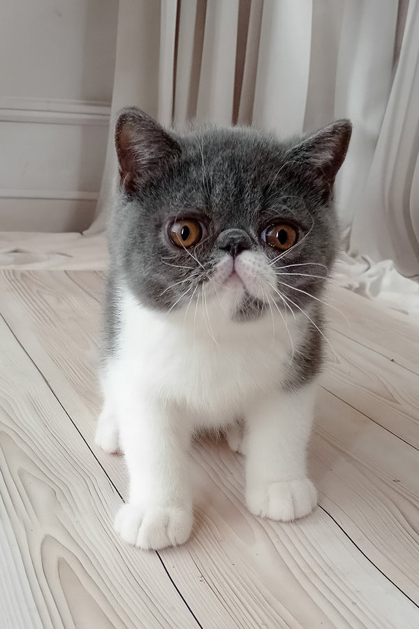 Mitrofan | Exotic Shorthair Kitten