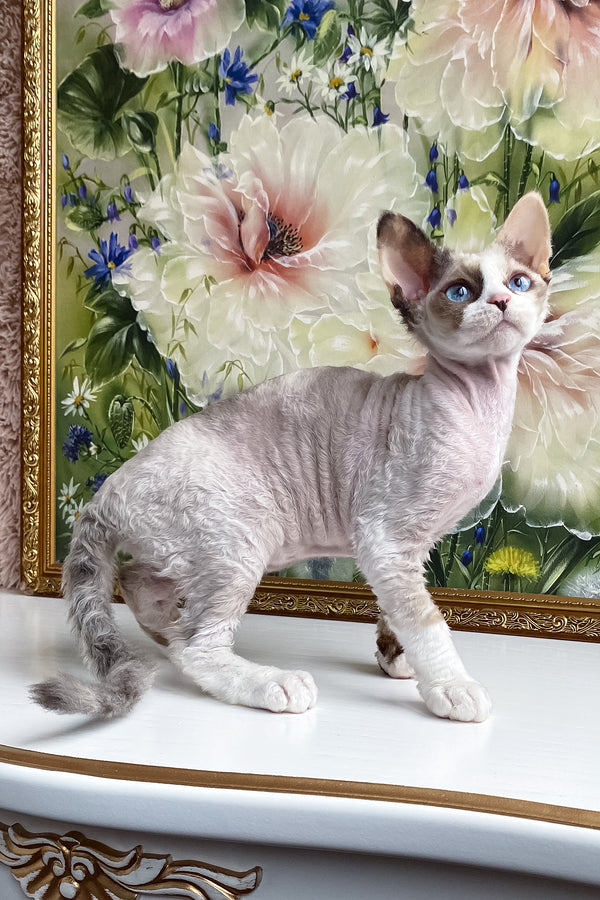 Miya | Devon Rex Kitten