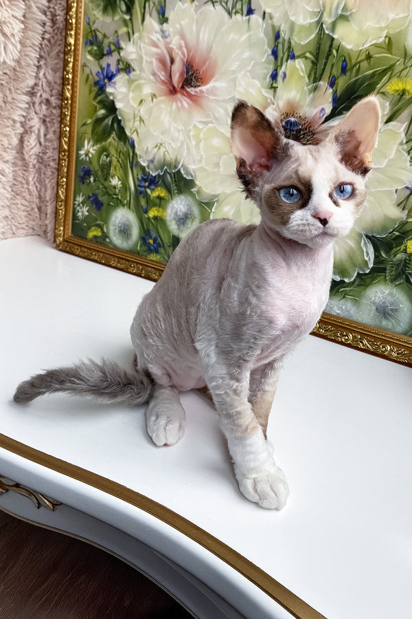 Miya | Devon Rex Kitten