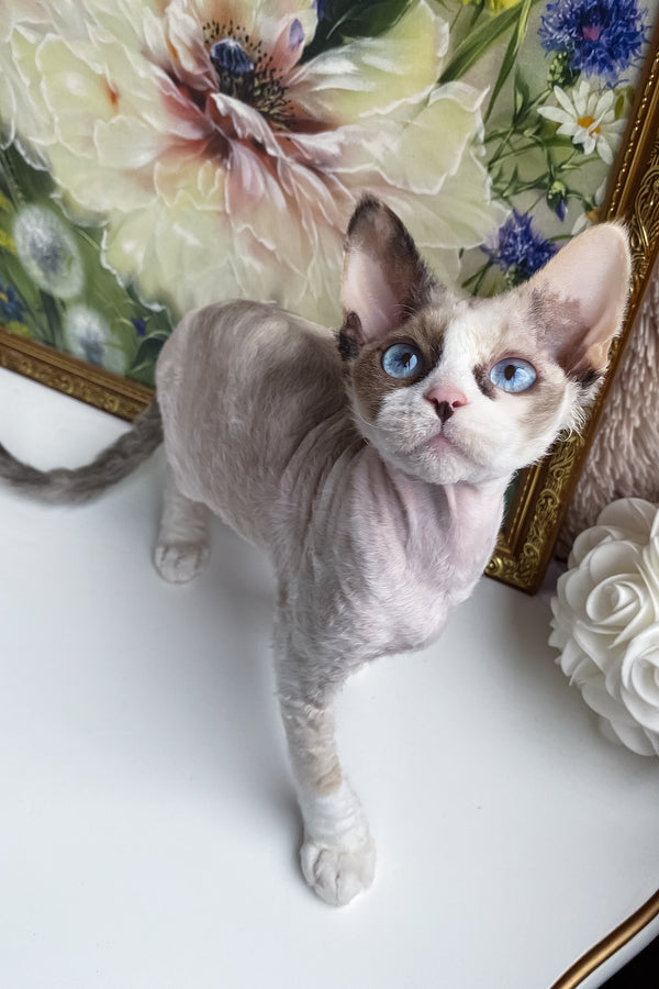 Miya | Devon Rex Kitten