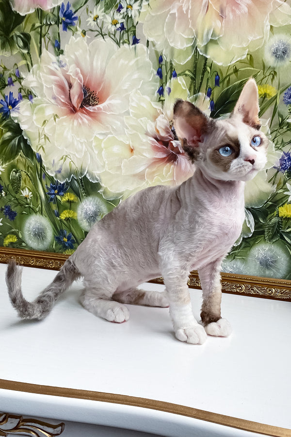 Miya | Devon Rex Kitten