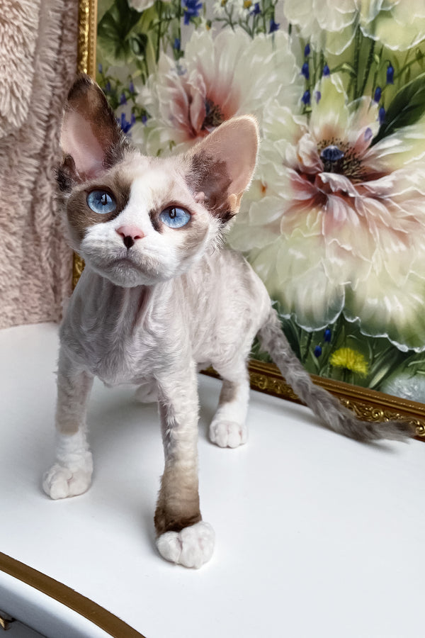 Miya | Devon Rex Kitten