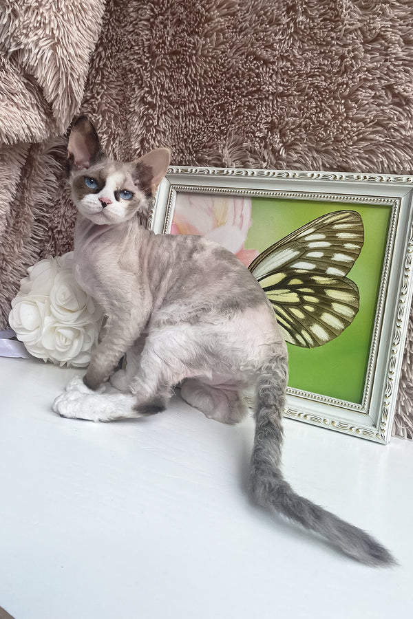 Miya | Devon Rex Kitten