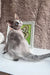 Miya | Devon Rex Kitten