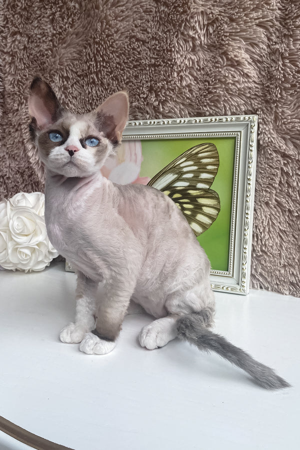 Miya | Devon Rex Kitten