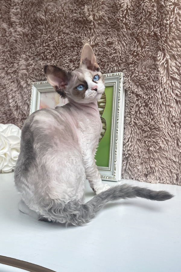 Miya | Devon Rex Kitten