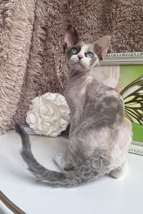 Miya | Devon Rex Kitten