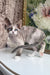 Miya | Devon Rex Kitten