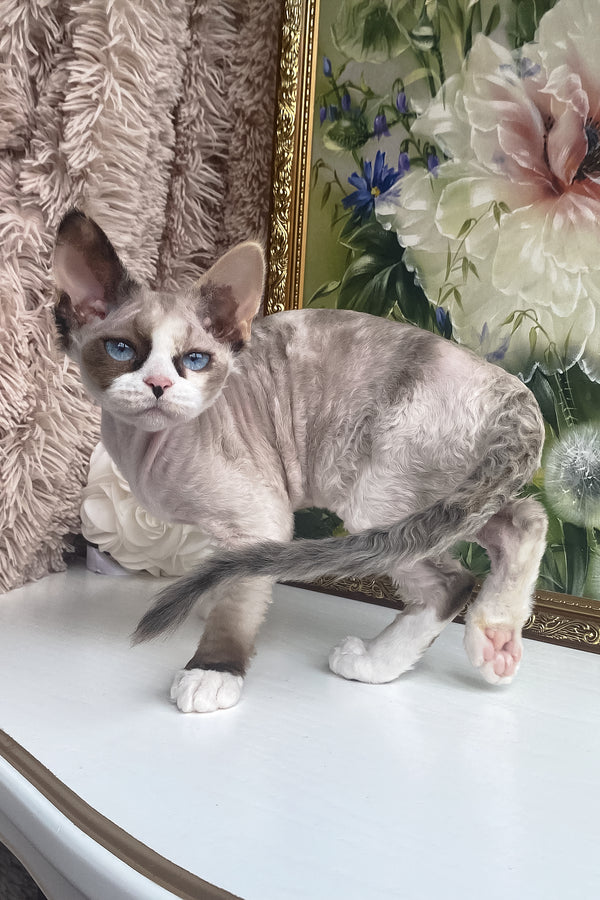 Miya | Devon Rex Kitten