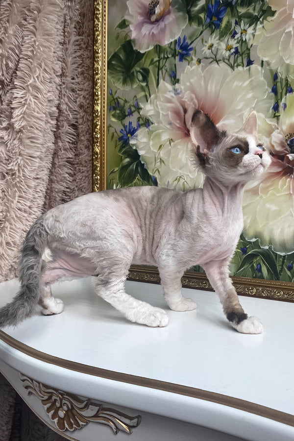 Miya | Devon Rex Kitten