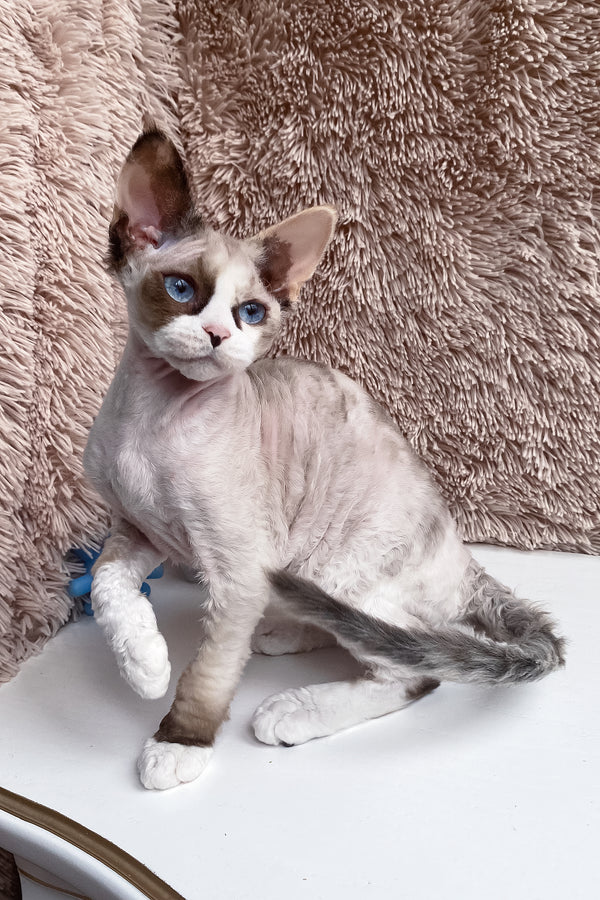 Miya | Devon Rex Kitten