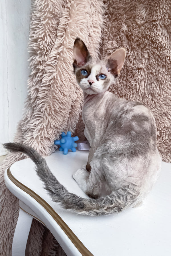 Miya | Devon Rex Kitten