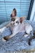 Miya | Devon Rex Kitten