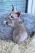 Miya | Devon Rex Kitten