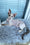 Miya | Devon Rex Kitten