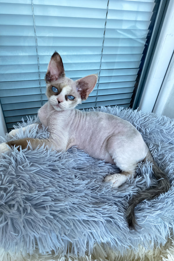 Miya | Devon Rex Kitten