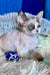Miya | Devon Rex Kitten