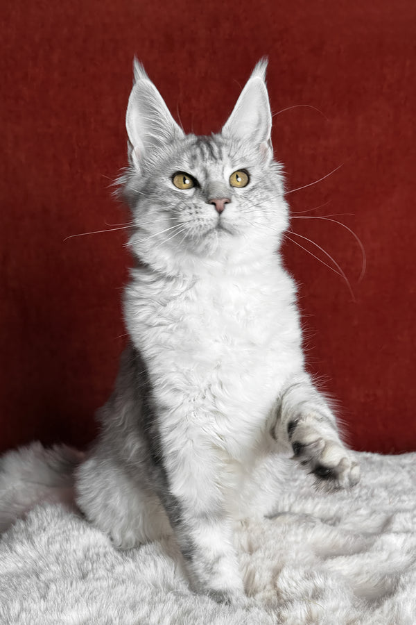 Molly | Maine Coon Kitten