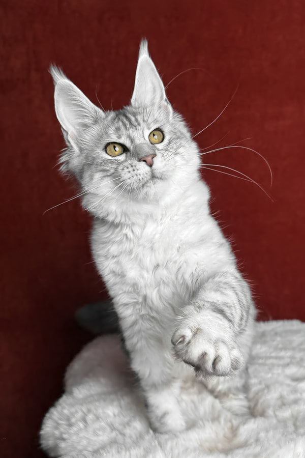 Molly | Maine Coon Kitten