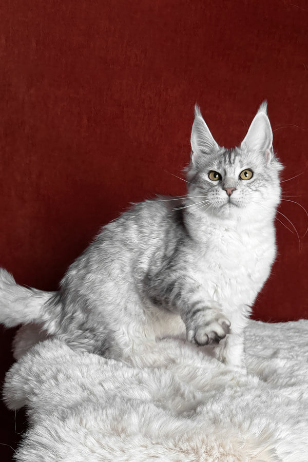 Molly | Maine Coon Kitten