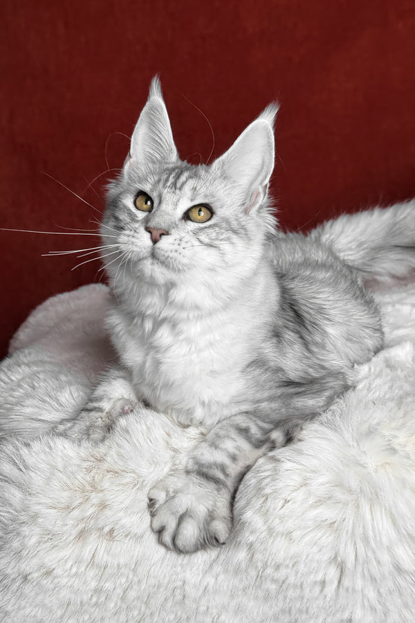 Molly | Maine Coon Kitten