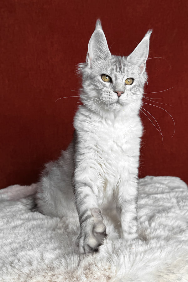 Molly | Maine Coon Kitten